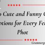 500 Cute and Funny Cat Captions for Every Feline Phot